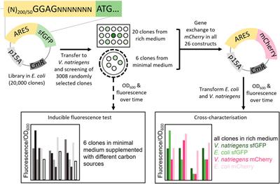 Identification and Cross-Characterisation of Artificial Promoters and 5′ Untranslated Regions in Vibrio natriegens